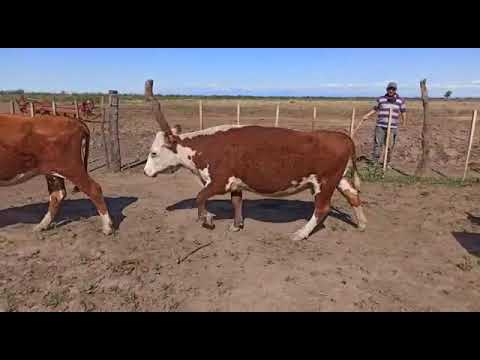 Lote E60. 70 Vacas con Servicio en Quines (San Luis). Venta Directa