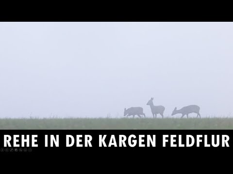 Rehe in der kargen Feldflur fotografieren