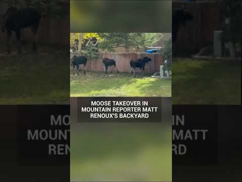 Moose relax in Colorado backyard - YouTube