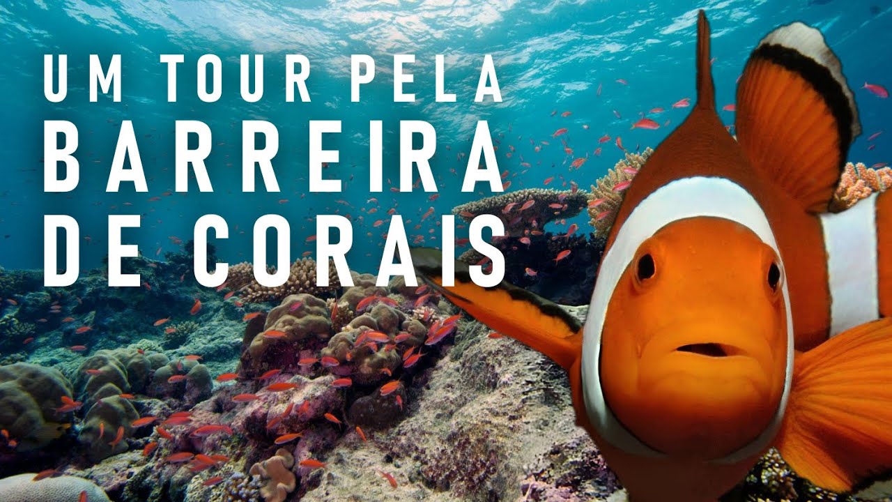 Um Tour pela Grande Barreira de Corais: Um Tesouro Natural Divino | Documentário Completo