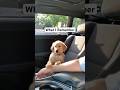 He will always be the cutest puppy. #dog #goldenretriever - AGuyAndAGolden He will always be the cutest puppy. #dog #goldenretriever