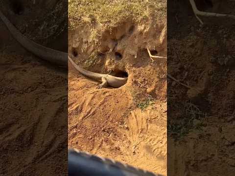 ఇదేందిరా నాయనా ఇలాగుంది అసలు #షార్ట్స్ 😲😧🐊