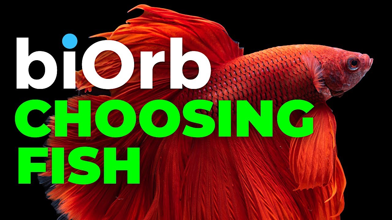 biOrb Aquarium | Which fish for a biOrb | How many