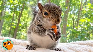 Dwarf Squirrel Takes His Sweet Time Doing Squirrel Business | Cuddle Buddies