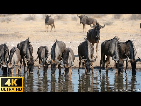 African Wildlife in 4K - Discover Botswana Wild Nature - Scenic Wildlife Film With African Music