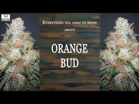 Orange Bud | Best Buds Strain Spotlight