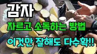 감자 그냥 심지 말고 이것에 뭍혀서 심으면 굵은 감자 다수확합니다 #감자자르는방법