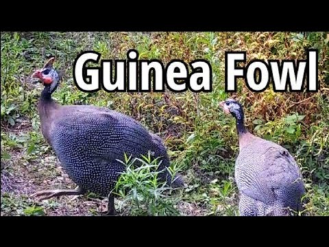 Guinea Mating Dance | Comments on Whistleblower Cop MANALAPAN, NJ Targeted Individuals PAY ATTENTION