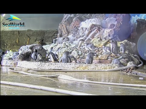 SeaWorld San Diego revives Penguin Cam for holiday joy with streaming snow-filled encounters