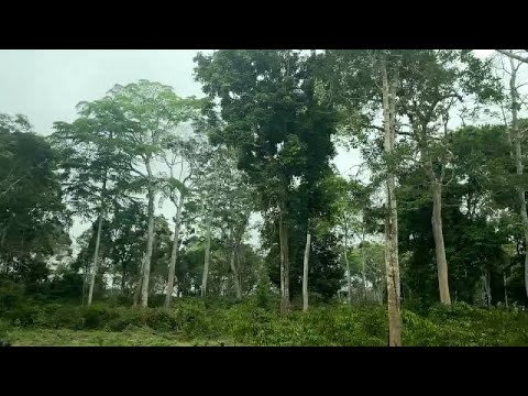 Over logging threatens key forest in Angola's Cabinda