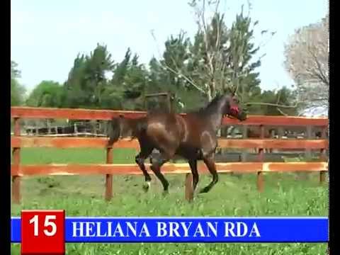 2014-GRAN REMATE HARAS RINCON DEL AGUARA - LOTE 15 - HELIANA BRYAN RDA