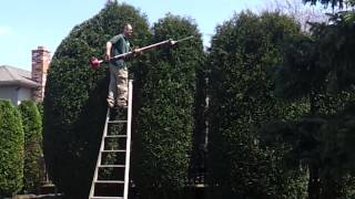 16ft Gigantic Arborvitae - Shrub Trimming