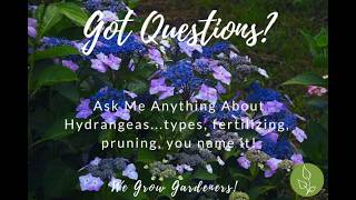 Hydrangea Happiness: Expert Answers for Your Best Blooms! (AMA Replay) #hydrangea #hydrangeas