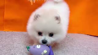 ポメラニアンの動画01
