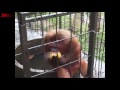 How It Feels To Chew Five Gum Monkey Eating Banana