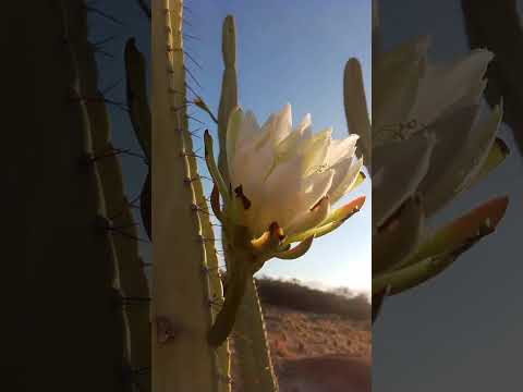 Mandacaru florando,em Cariús Ceará Brasil!!!