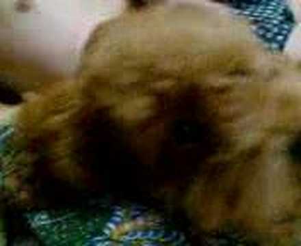 chube massage by daddy...