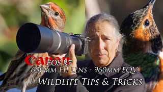 Hummingbirds - tips and wildlife tricks with the Canon 600 F11 on the R7 - & a few other treasures!