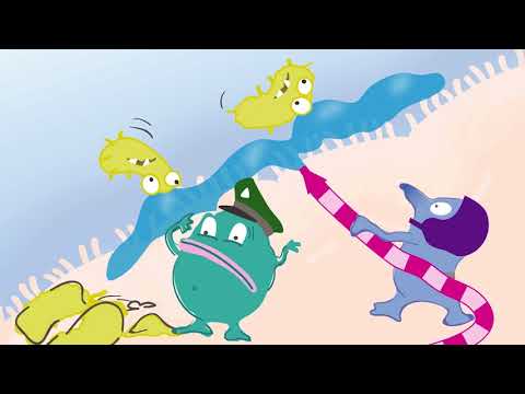 How my body works: The immune system