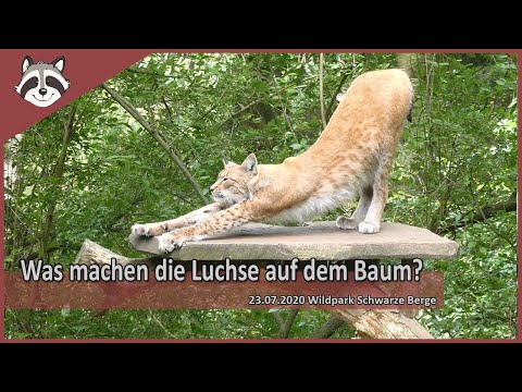Was machen die Luchse oben im Baum?