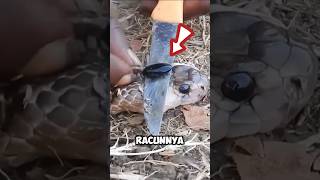 Download lagu The Secret Behind the Stone from the Head of the Cobra Snake mp3