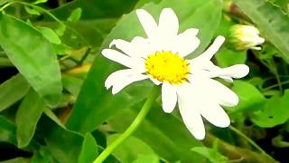 MARK KNOPFLER, WHISTLE THEME, THE WAY IT ALWAYS STARTS, THE LONG ROAD