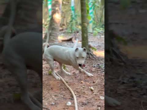 Kunjan😈 #youtubeshorts #dogoargentino #dog #pitbull