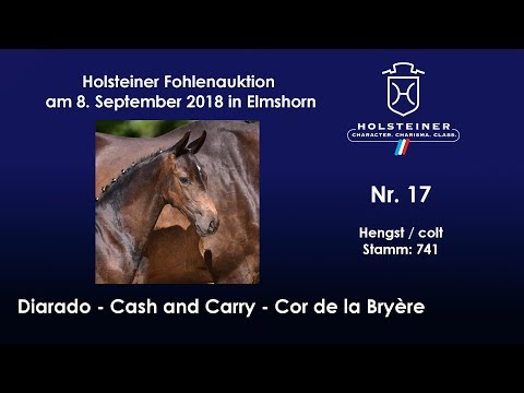 Holsteiner Fohlenauktion | Nr. 17 v. Diarado - CashandCarry