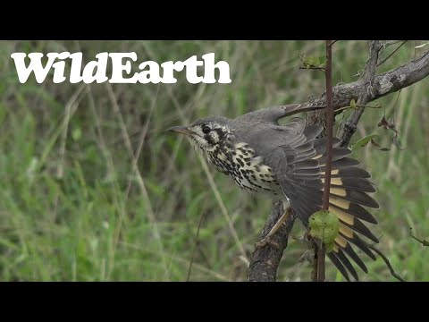 WildEarth - Sunset  Safari - 20 April 2022