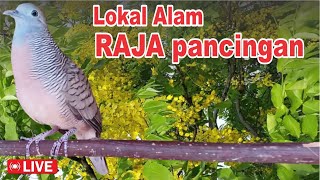 Download lagu Perkutut Lokal Gacor - iramanya BIKIN CEPAT NYAUT mp3 Download lagu Perkutut Lokal Gacor - iramanya BIKIN CEPAT NYAUT mp3