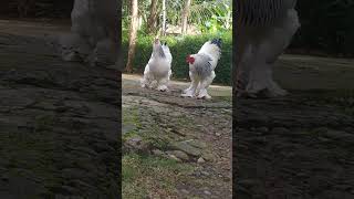 Download lagu Jual ayam brahma ori impor | tersedia anakan 4 ekor mp3