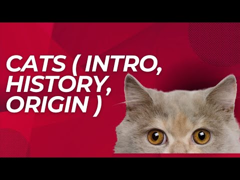 cats (intro, history,origin)