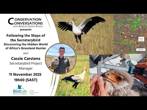 Conservation Conversations: Secretary birds- Cassie Carstens (11Nov2025)