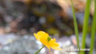 preview picture of video 'A la recherche des orchidées sauvage #1  ~La Pause Cantal ~'