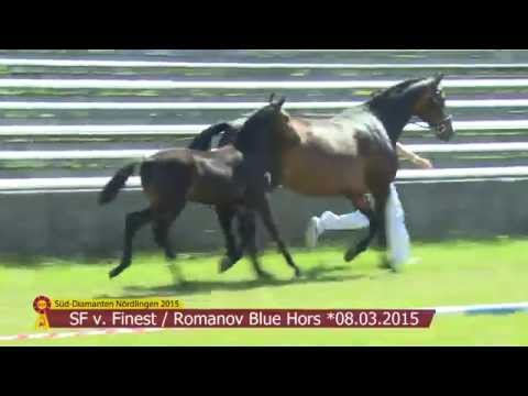 KN 23 SF v. Finest - Romanov Blue Hors