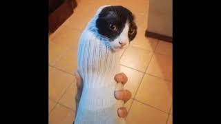 Cover art for SockCat43