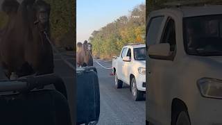 Download lagu Putin’s WAR CAMEL rescued by Ukraine #ukraine #russia #war mp3