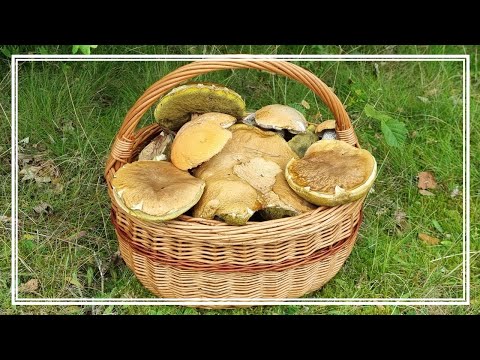 Pomimo SUSZY KOSZ GRZYBÓW udało się NAZBIERAĆ. Jesienny wysyp GRZYBÓW zbliża się wielkimi krokami.