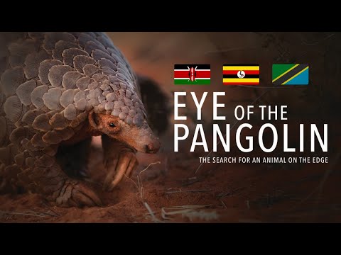 , title : 'Eye of the Pangolin. Swahili. Official Film [HD]. The search for an animal on the edge.'