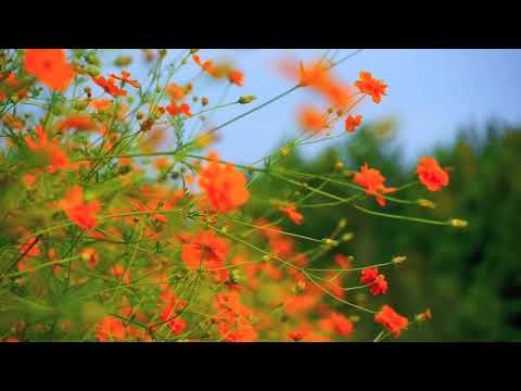 Variety of Flowers In Bloom I FREE HD Videos - NoCopyRight