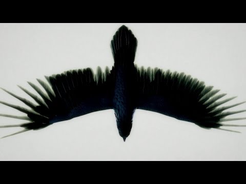 Fat Freddy's Drop Blackbird (Official Video)