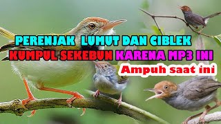 Download lagu suara pikat prenjak lumut betina memanggil jantan kombinasi suara perenjak tamu mp3 mp3 Download lagu suara pikat prenjak lumut betina memanggil jantan kombinasi suara perenjak tamu mp3 mp3