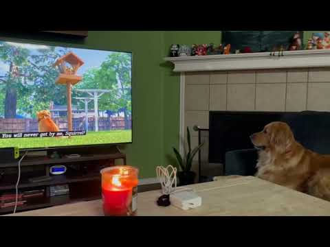 Golden Retriever watching Dug Days