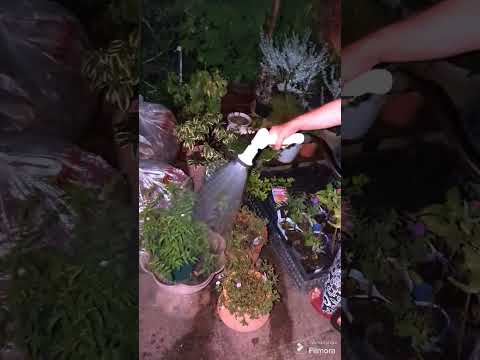 植物に水をやるのに白酢を使用できますか?はい、いいえ  庭園