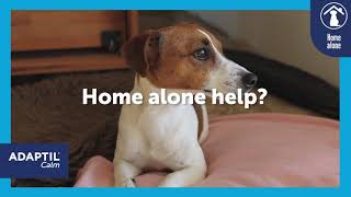 How to help your dog cope home alone?
