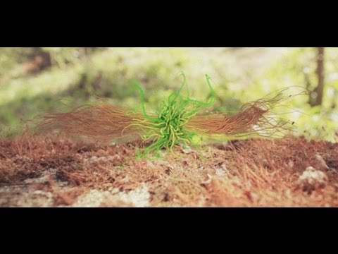 Hashback Hashish - Soul Sleeper (Original Mix) - Music Video | Audio Visualization HD | Eelectronic