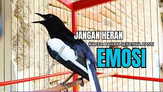 Download lagu PANCINGAN KACER TERBAIK bikin Semua Jenis Kacer LANGSUNG KONSLET, Terapi Kacer Agar GACOR NGEPLONG mp3