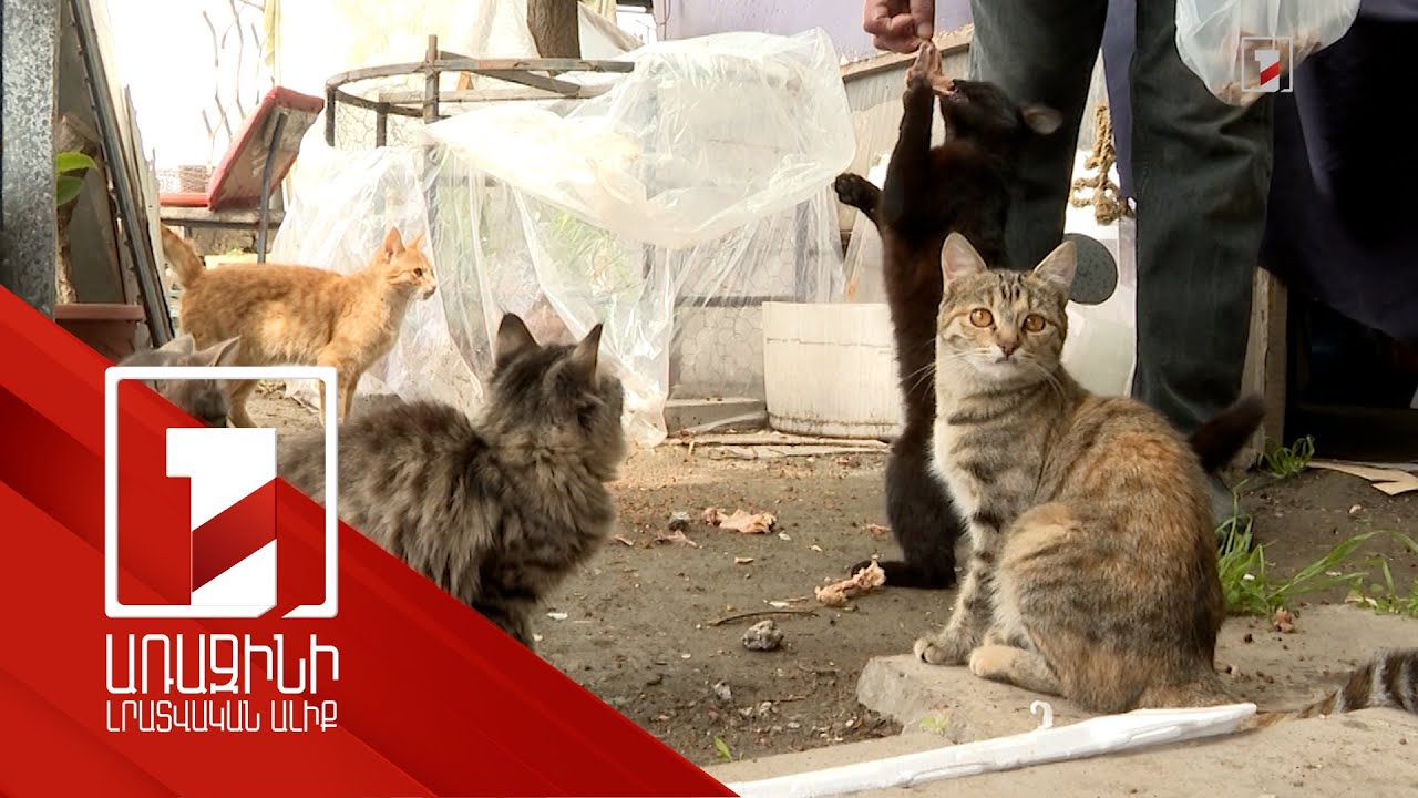 Կատուների նկատմամբ դաժան վերաբերմունքի դեպքերով նախաձեռնվել է 3 քրեական վարույթ