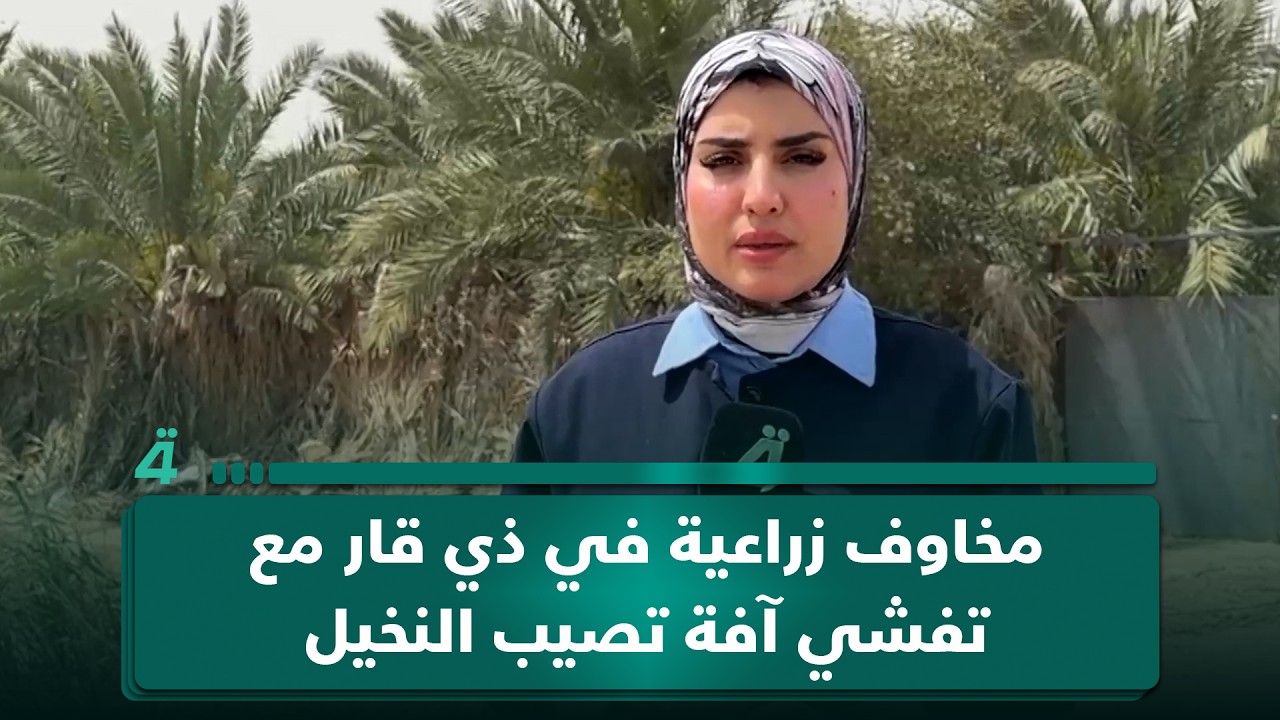 فيديو | مخاوف زراعية في ذي قار مع تفشي آفة تصيب النخيل