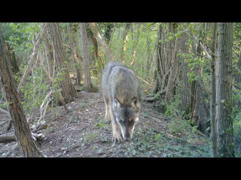 Calvatone, lupo avvistato all’interno della riserva naturale e oasi WWF Le Bine